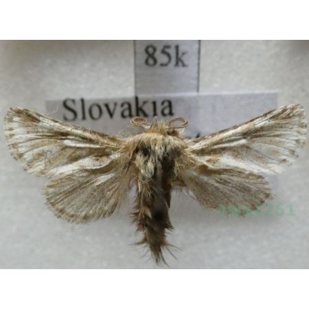 Dyspessa ulula (Borkhausen, 1790) Slovakia85k